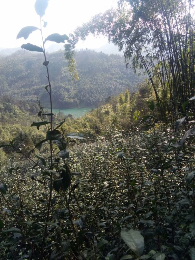 川茶特级