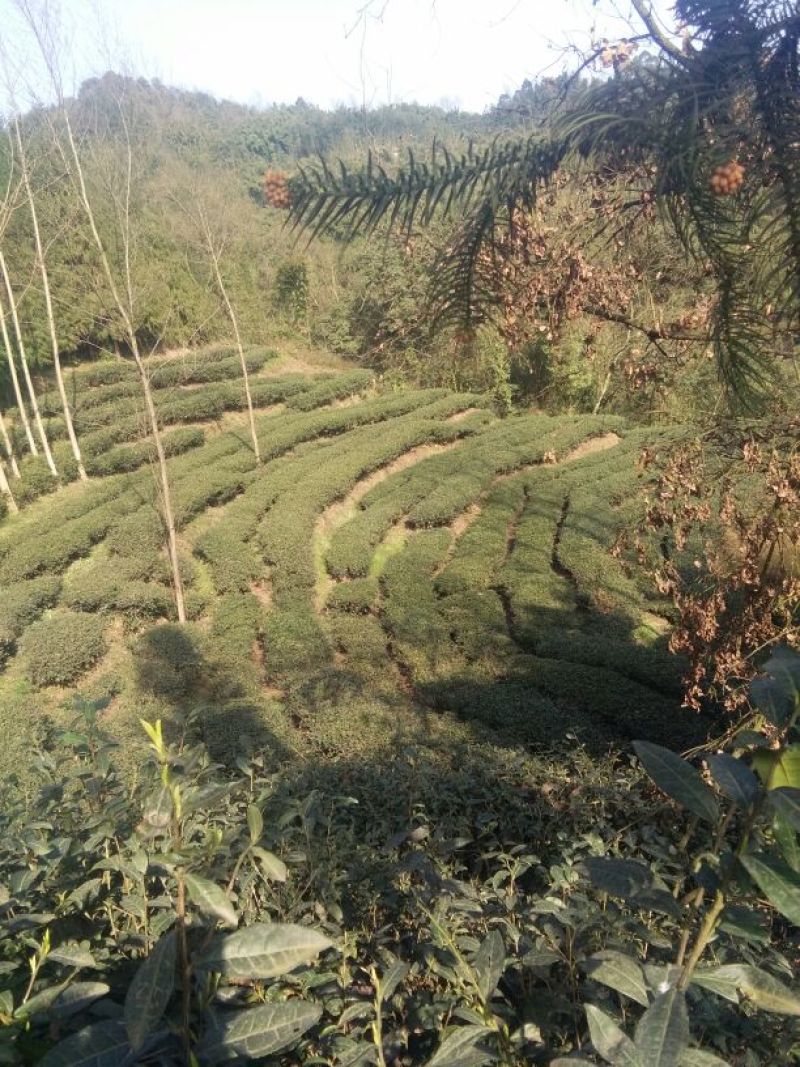 川茶特级