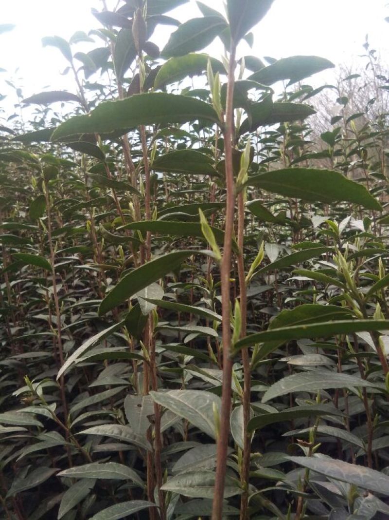 川茶特级