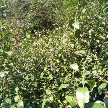 川茶特级