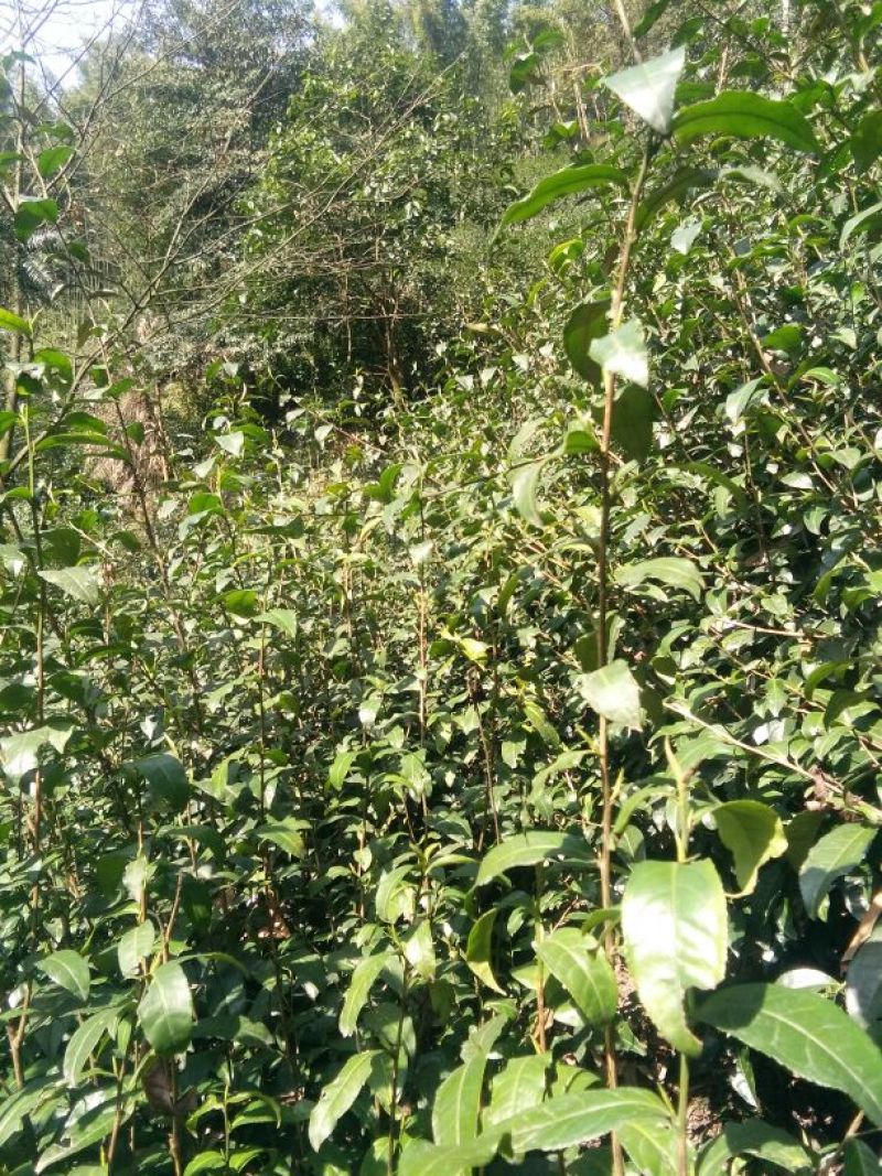 川茶特级