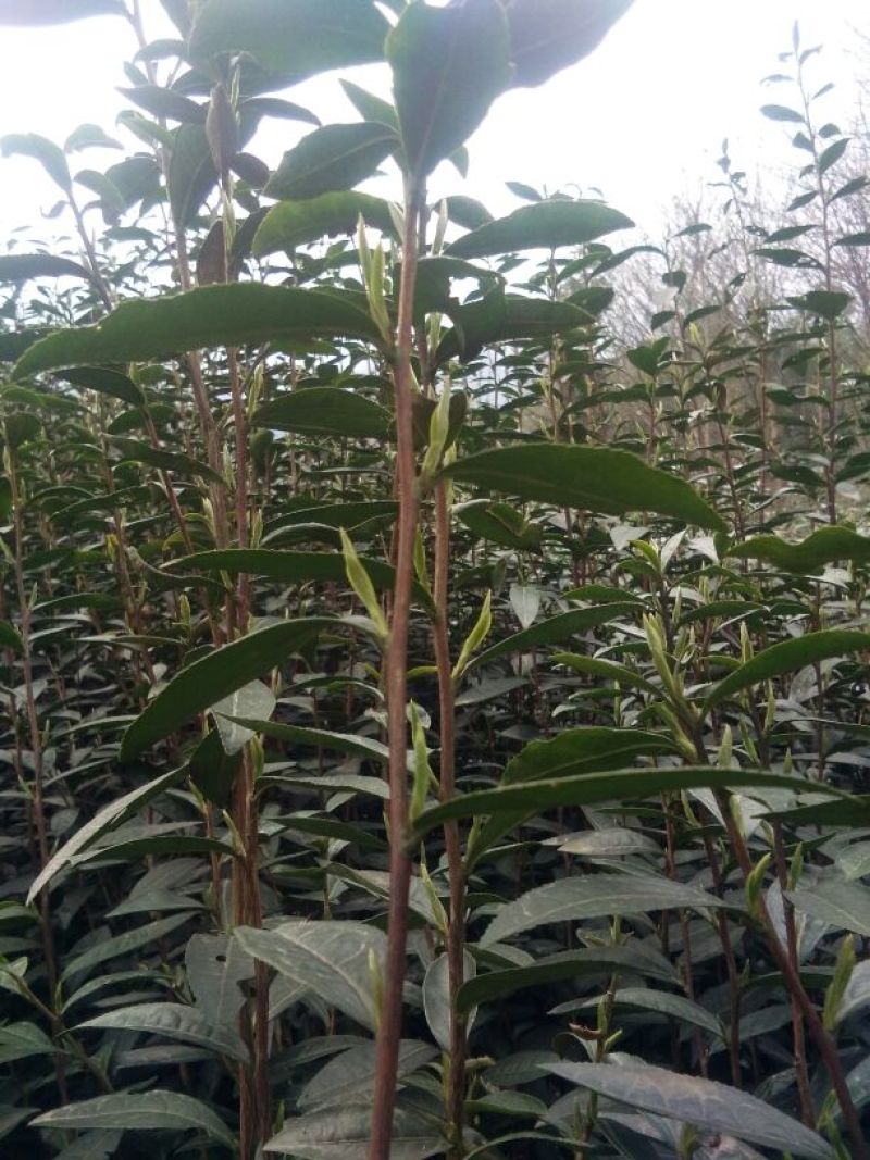 川茶特级