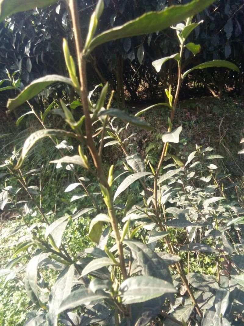 川茶特级