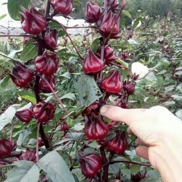 洛神花