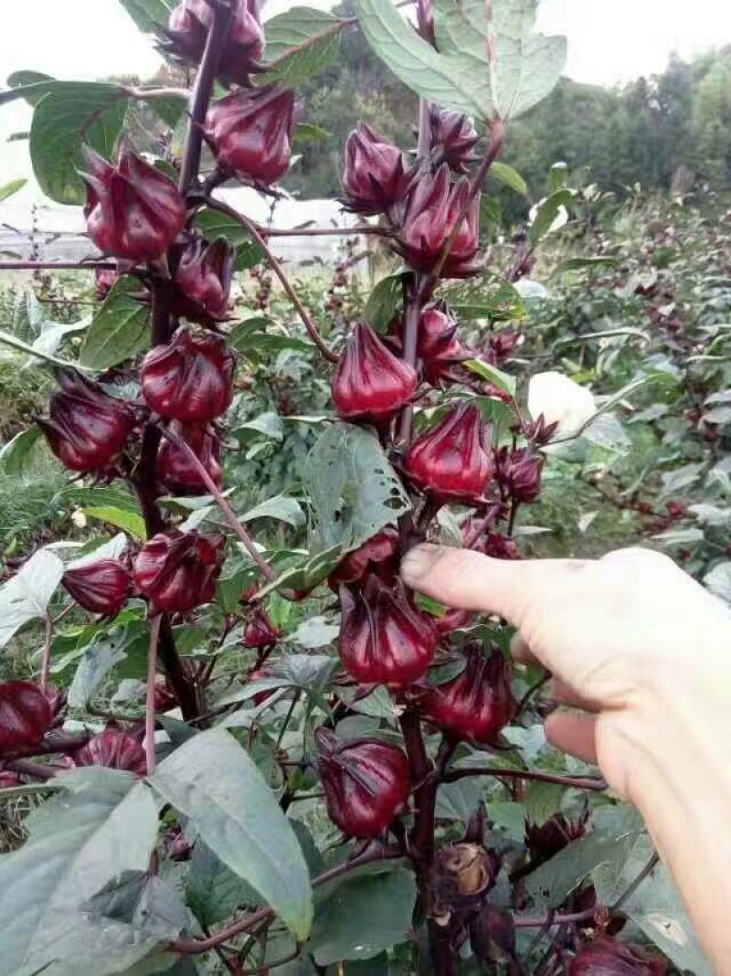 洛神花