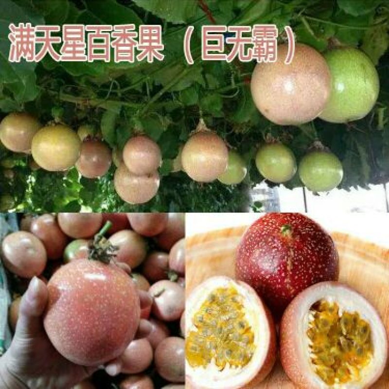 百香果苗20~30cm