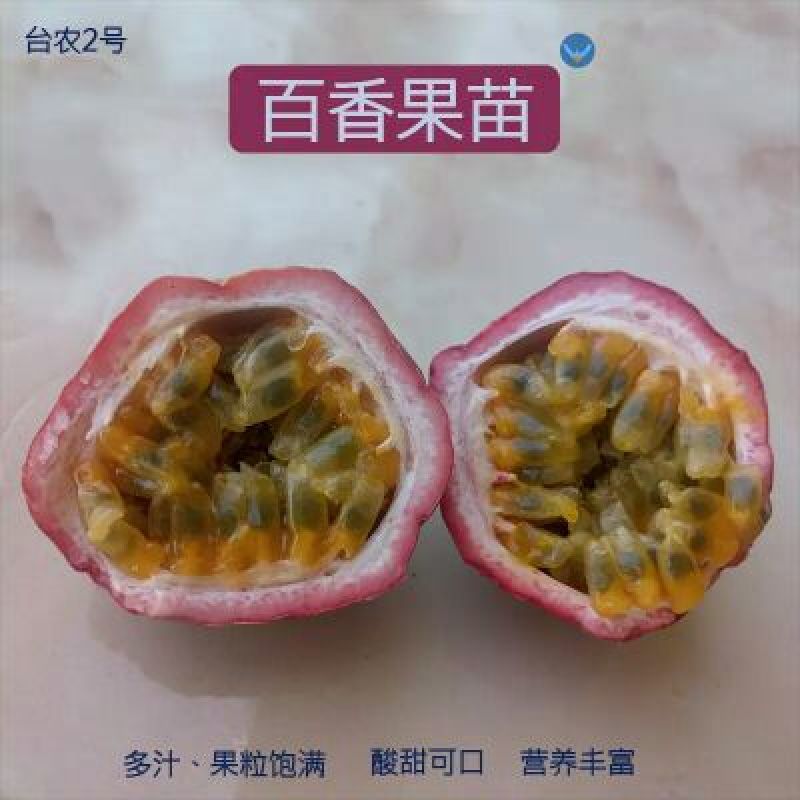 百香果苗20~30cm