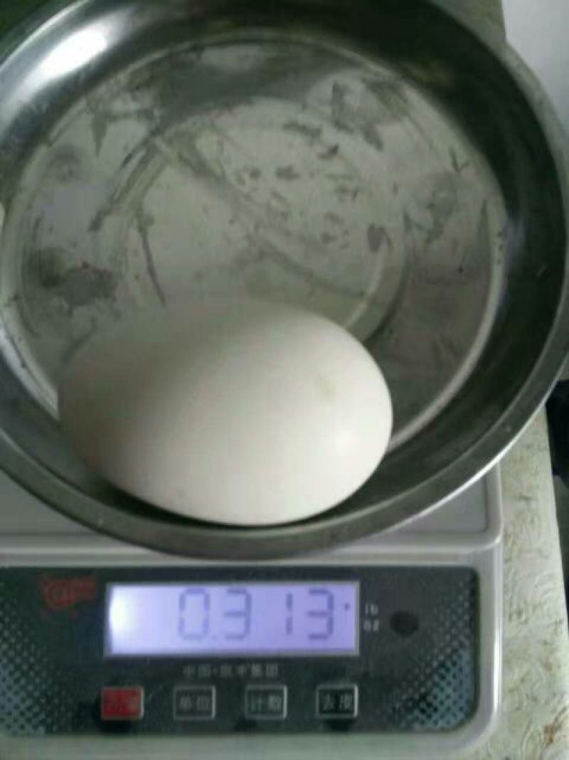 鹅苗250g以上