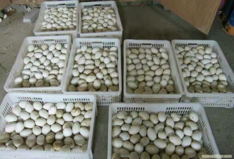 鹅苗250g以上