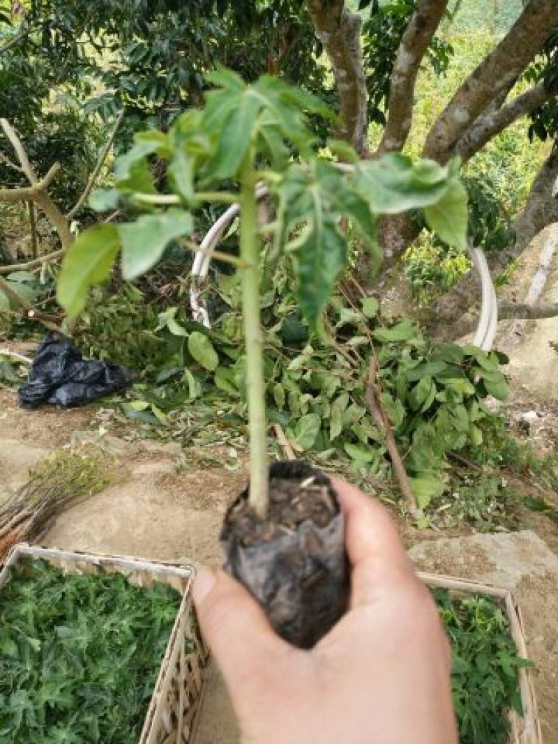 木瓜树苗红肉木瓜苗大青木瓜苗水果木瓜苗