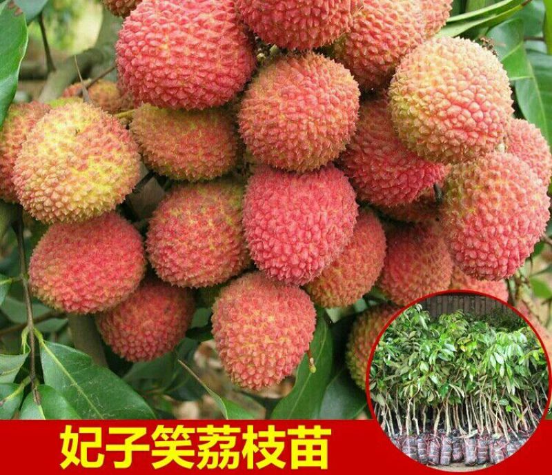 荔枝苗80~100cm