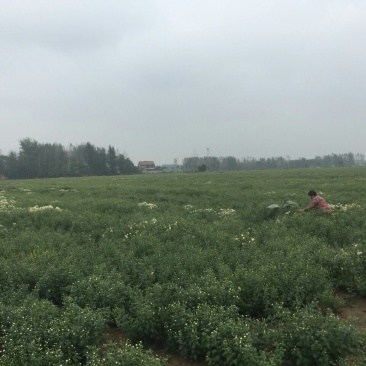 杭州白菊