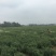 杭州白菊