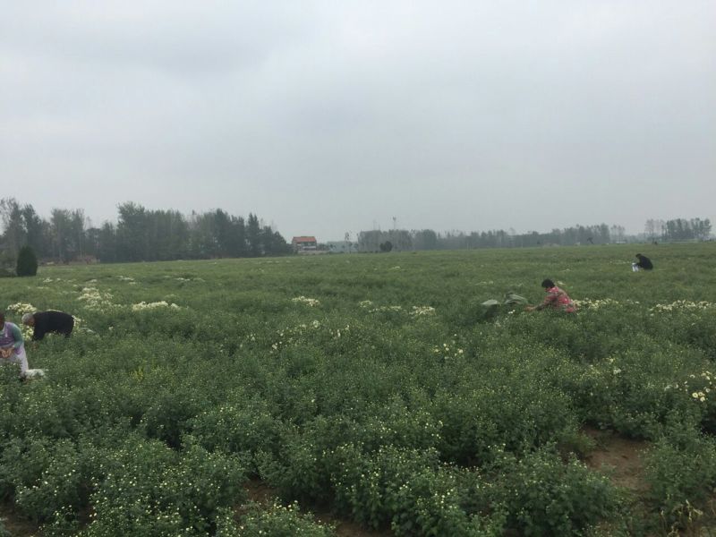 杭州白菊