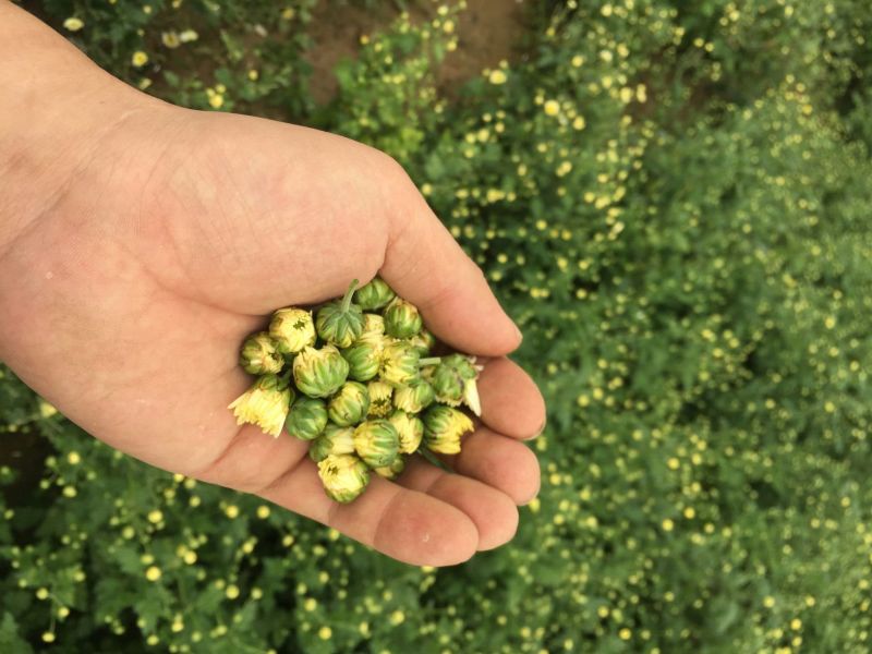 杭州白菊
