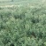 杭州白菊