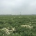 杭州白菊
