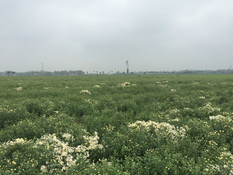 杭州白菊