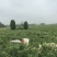 杭州白菊