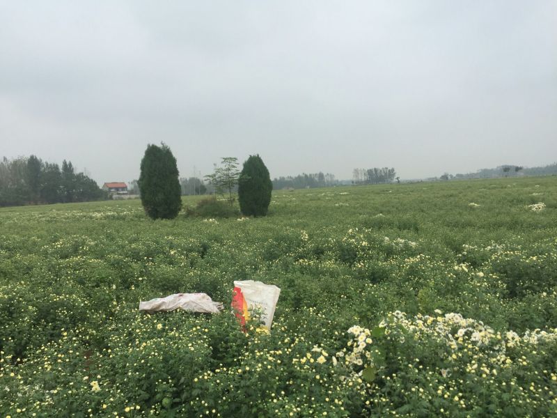 杭州白菊
