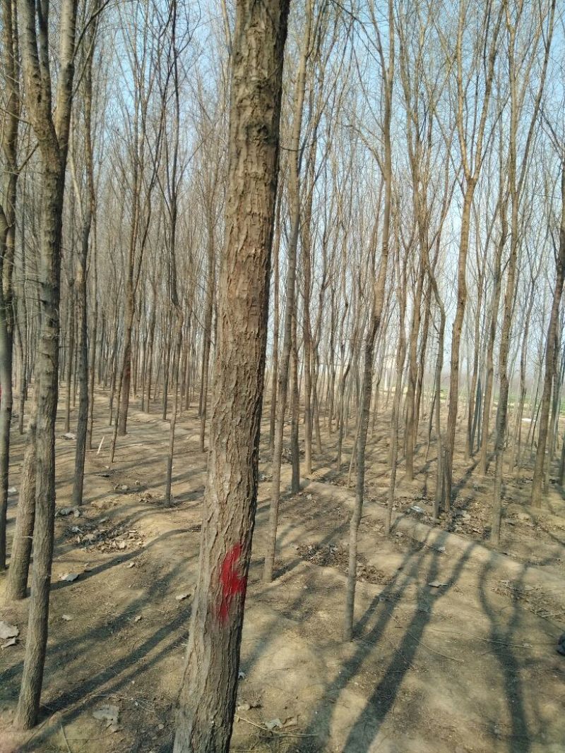 小叶榆树8~10cm20cm以上3~3.5m