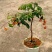 荔枝苗80~100cm