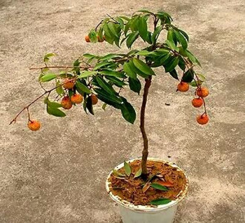 荔枝苗80~100cm