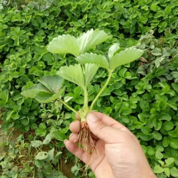 丰香草莓苗10~20cm