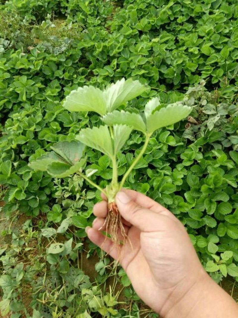 丰香草莓苗10~20cm