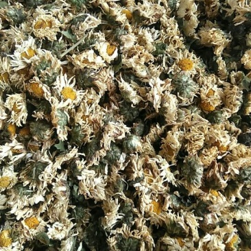 杭州白菊散装
