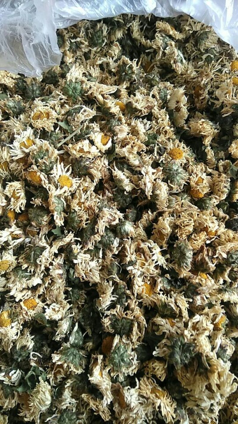 杭州白菊散装
