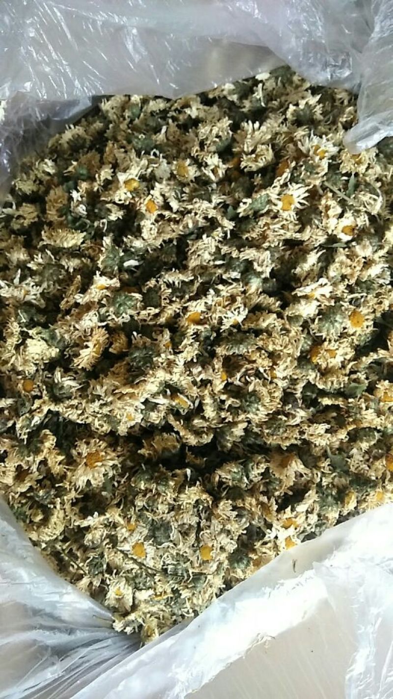 杭州白菊散装