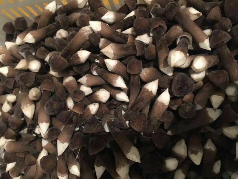 黑皮鸡枞新鲜二级未开伞基地直接发货整件发货