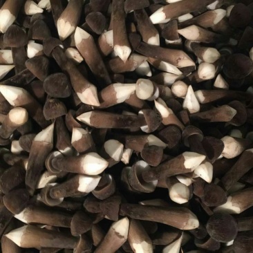 黑皮鸡枞新鲜二级未开伞基地直接发货整件发货