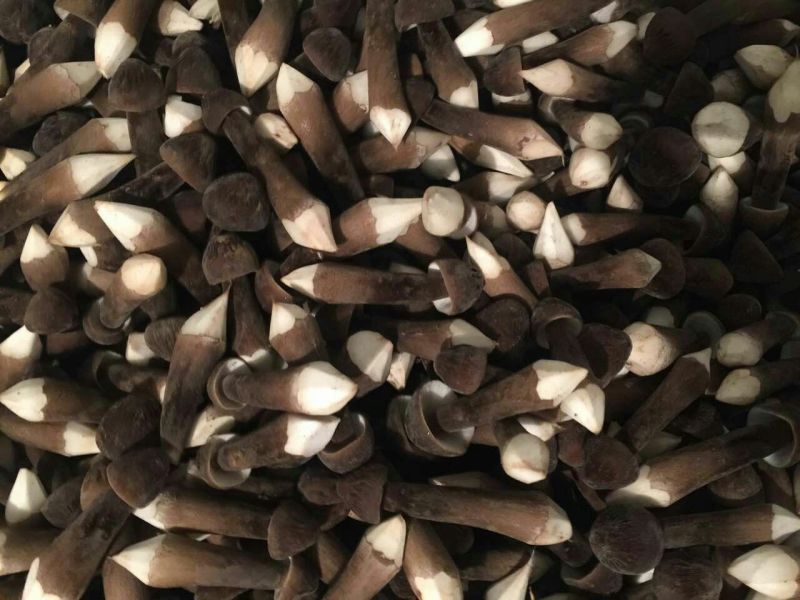 黑皮鸡枞新鲜二级未开伞基地直接发货整件发货