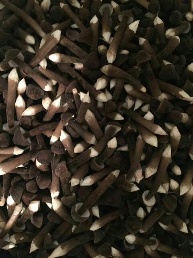 黑皮鸡枞新鲜二级未开伞基地直接发货整件发货