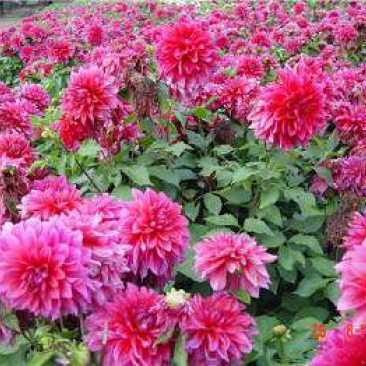 菊花种苗