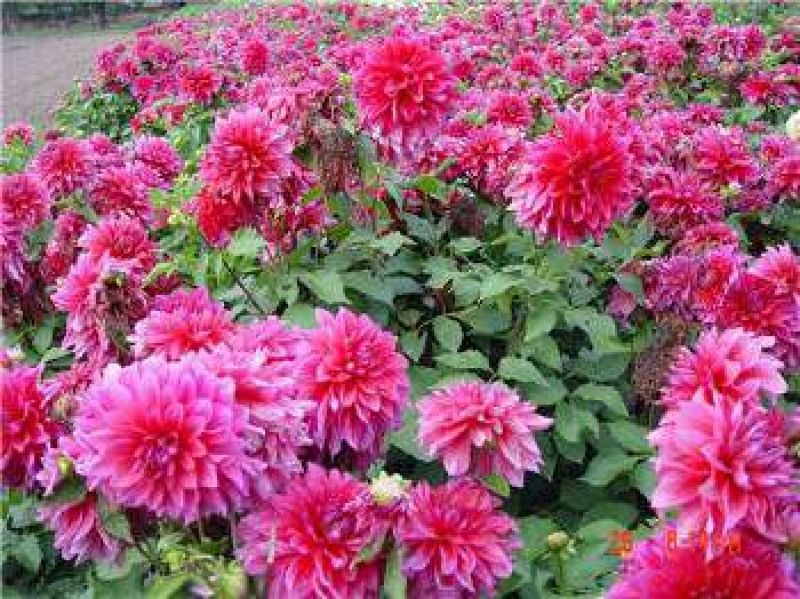 菊花种苗