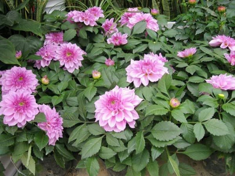 菊花种苗