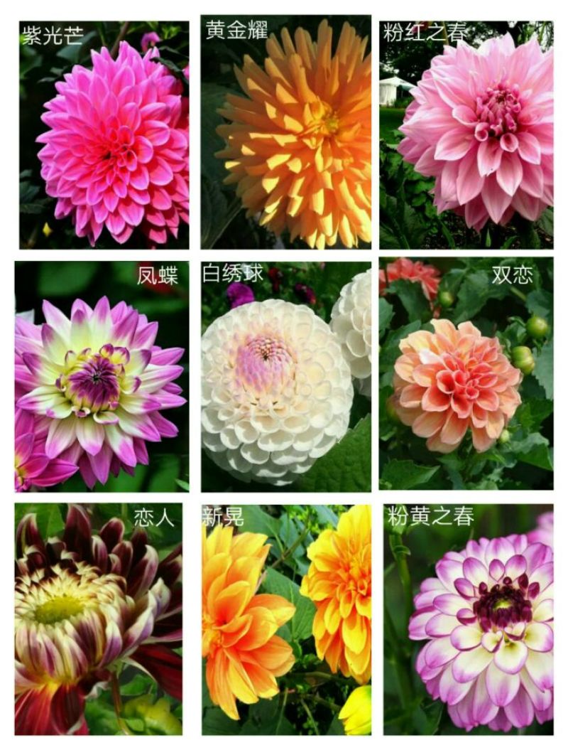 菊花种苗