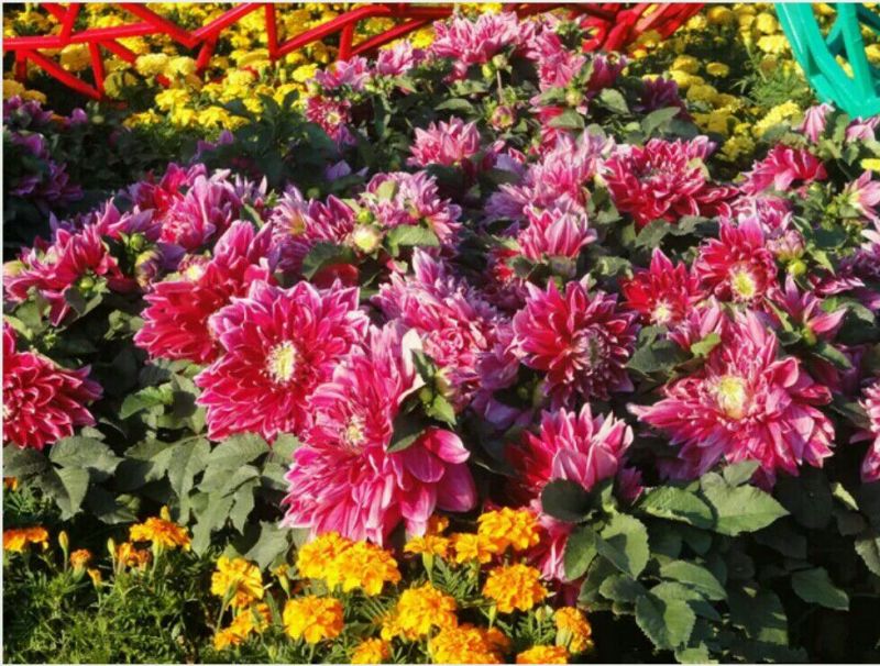 菊花种苗