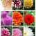 菊花种苗