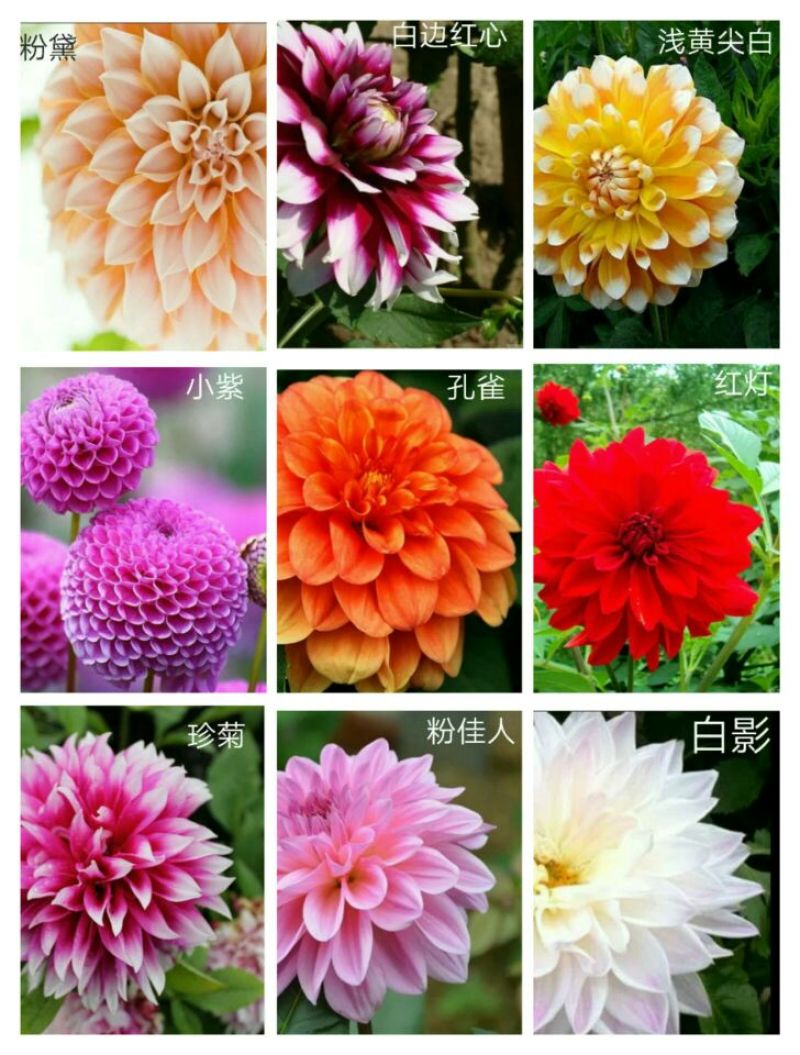 菊花种苗