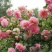 菊花种苗