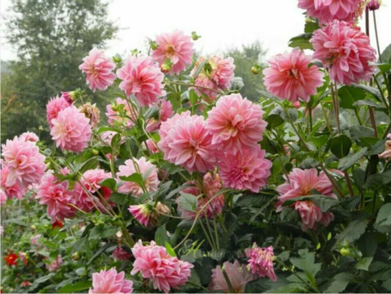 菊花种苗