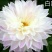 菊花种苗