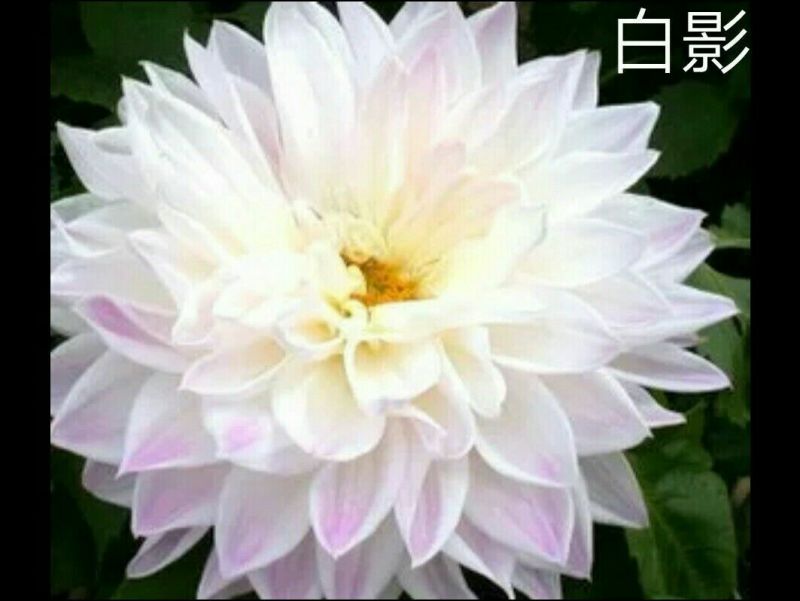 菊花种苗