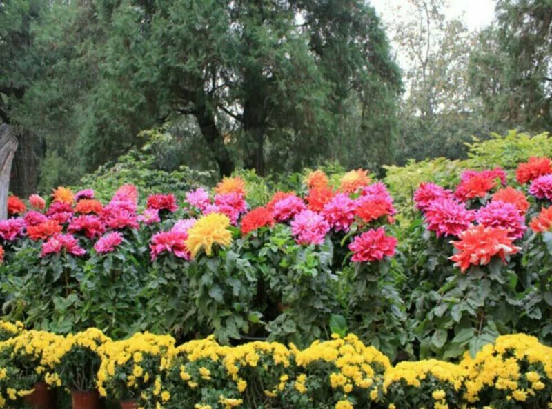 菊花种苗