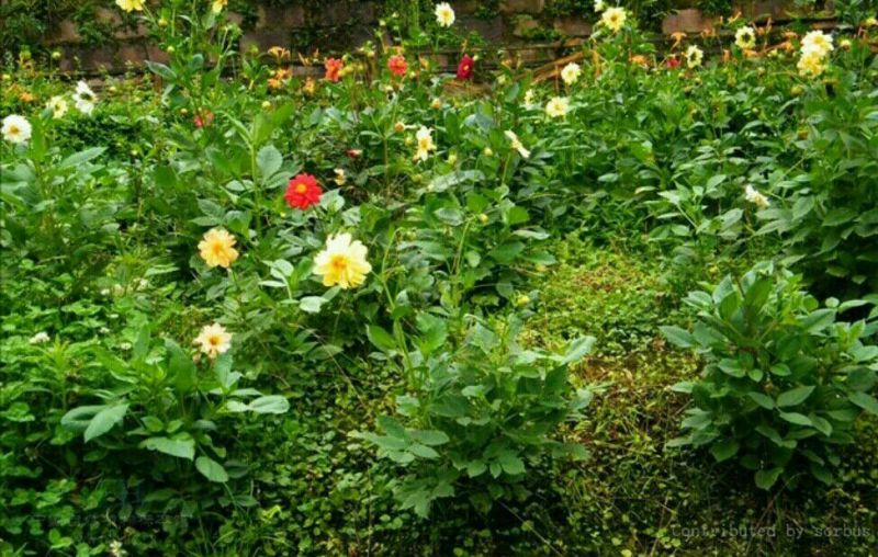 菊花种苗