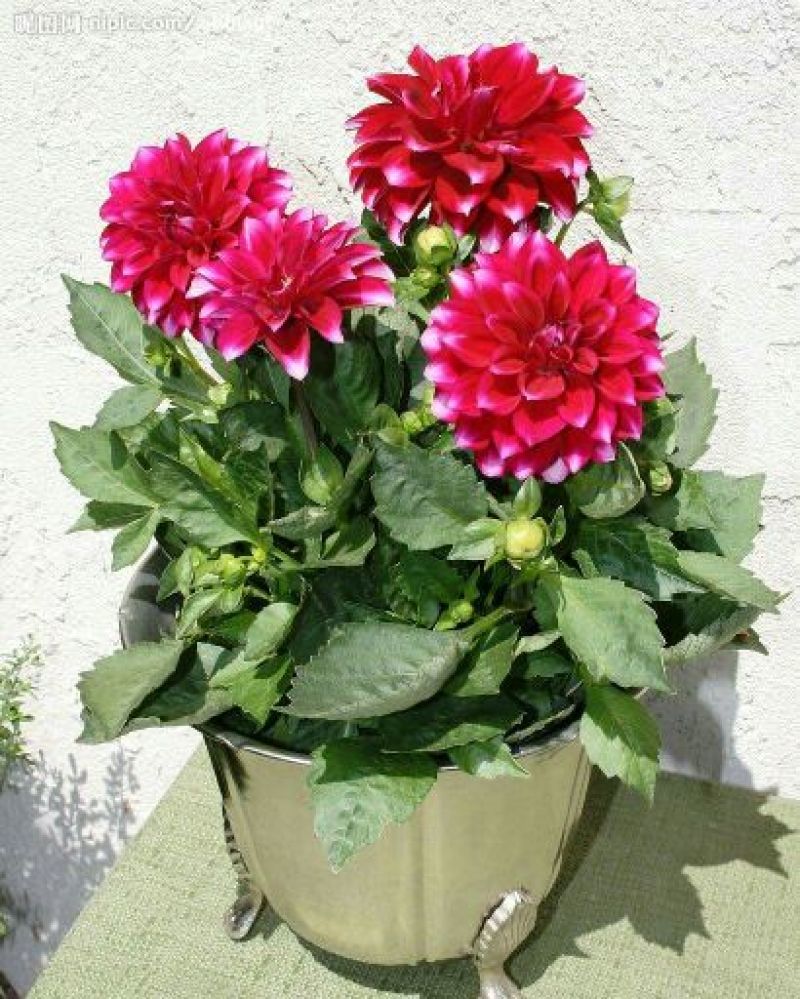 菊花种苗